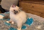 Home Raised Ragdoll Kittens Denver