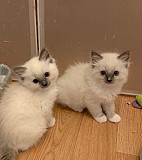 Home Raised Ragdoll Kittens Denver