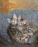 Stunning Rosetted Male and Female Bengal Cats Albany