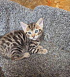 Stunning Rosetted Male and Female Bengal Cats Albany