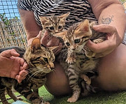 Stunning Rosetted Male and Female Bengal Cats Albany