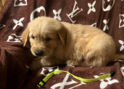 Golden retriever puppies for Rehoming from Fresno