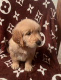 Golden retriever puppies for Rehoming from Fresno