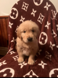 Golden retriever puppies for Rehoming from Fresno