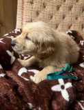 Golden retriever puppies for Rehoming from Fresno