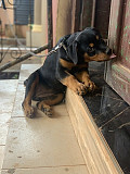 Male female Rottweiler puppies available for new home Abuja