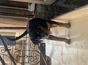 Male female Rottweiler puppies available for new home Abuja