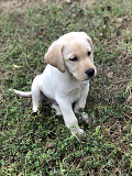 Beautiful puppy is available now for sale from Mission Viejo