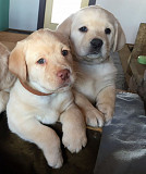 Beautiful puppy is available now for sale from Mission Viejo