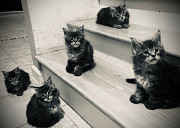 Playful Main Coon Kittens Perth