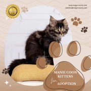 Maine Coon Cats and Kittens For Sale – Find Your Perfect Furry Companion from Milton