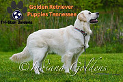 Golden Retriever Puppies Tennessee - Champion Line, AKC Registered Nashville