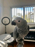 African grey Los Angeles