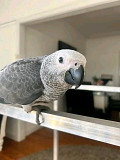 African grey Los Angeles