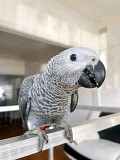 African grey Los Angeles