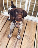 Available of Slope-back and pointer german puppy from Oregon City