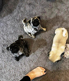 Both male and female Pug puppies are available Carson City