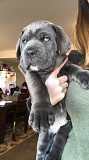 Energetic purebred Cane Corso Puppies Wellington