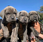 Energetic purebred Cane Corso Puppies Wellington