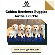 Golden Retriever Puppies for Sale in TN: Happy Puppies from Tri-Star Goldens Nashville