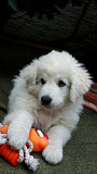 Kuvasz pupp is now available for sale from Los Angeles