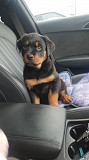 Original Rottweiller king pupps from Kenosha