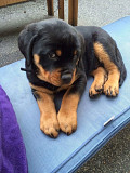 Original Rottweiller king pupps from Kenosha