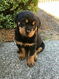 Original Rottweiller king pupps from Kenosha