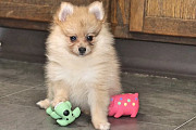 Charming Male & Female Pomeranian Puppies Los Angeles