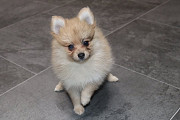 Charming Male & Female Pomeranian Puppies Los Angeles