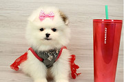 Charming Male & Female Pomeranian Puppies Los Angeles