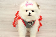 Charming Male & Female Pomeranian Puppies Los Angeles