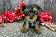 Quality Tiny Yorkshire Terrier Puppies For Sale Minneapolis