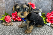 Quality Tiny Yorkshire Terrier Puppies For Sale Minneapolis