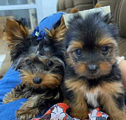 Quality Tiny Yorkshire Terrier Puppies For Sale Minneapolis