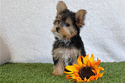 Quality Tiny Yorkshire Terrier Puppies For Sale Minneapolis