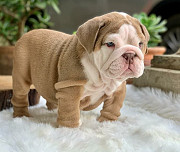 100% Full Bloodlines English Bulldog Puppies Houston