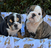 100% Full Bloodlines English Bulldog Puppies Houston