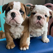 100% Full Bloodlines English Bulldog Puppies Houston