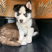 Pure Black & White Siberian Husky Puppies Pittsburgh