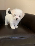 Pure Breed Teacup Maltese Puppies Ready Now Los Angeles