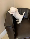 Pure Breed Teacup Maltese Puppies Ready Now Los Angeles