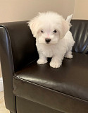 Pure Breed Teacup Maltese Puppies Ready Now Los Angeles