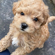 Quality Boys & Girls Maltipoo Puppies ( AKC ) Reg Los Angeles