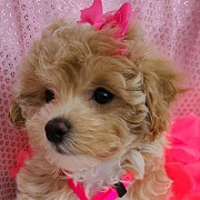 Quality Boys & Girls Maltipoo Puppies ( AKC ) Reg Los Angeles