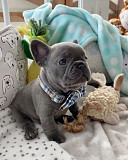 Smooth Coats Boys & Girls French Bulldog Puppies Los Angeles