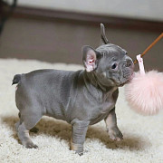 Smooth Coats Boys & Girls French Bulldog Puppies Los Angeles