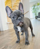 Smooth Coats Boys & Girls French Bulldog Puppies Los Angeles