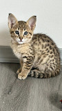 Charming Tica Registered Savannah Kittens Los Angeles