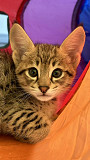 Charming Tica Registered Savannah Kittens Los Angeles